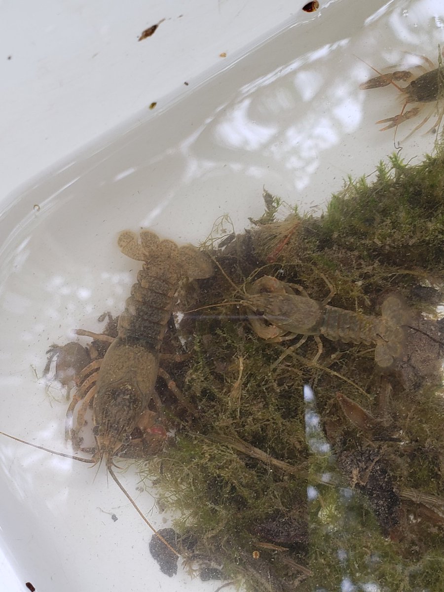 Carleyz13's tweet photo. Wildlife the Grade 10's discovered today at Medway creek! @UTRCAmarketing @mskalexander @glasgowbrat @Carleyz13 @davison_ss #experientiallearning #rethinksecondary #getoutside https://t.co/3herlynLAB https://t.co/DBFqh3iOQA