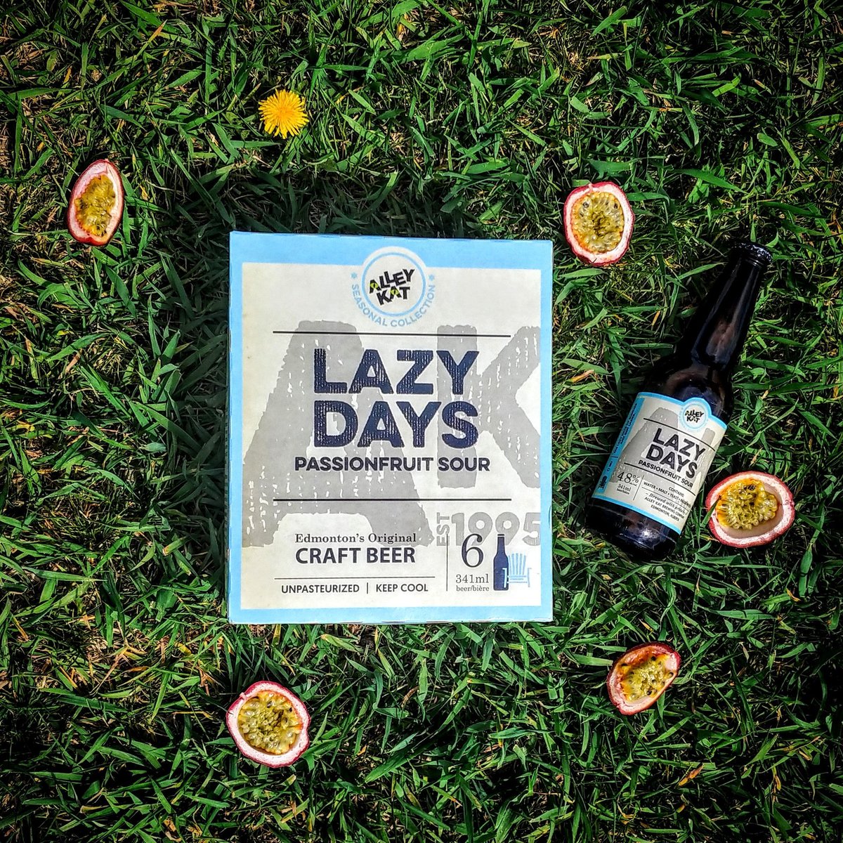 Pucker up, Kats! 

Lazy Days is all packaged-up, frosty cold, and ready for your backyard patio-sesh!

Come and get it! Sunglasses required 😎

#alleykatbeer #drinklocal #abbeer #passionfruitsour #sourbeer #albertacraftbeer #yeg #yyc #beerme #summerishere