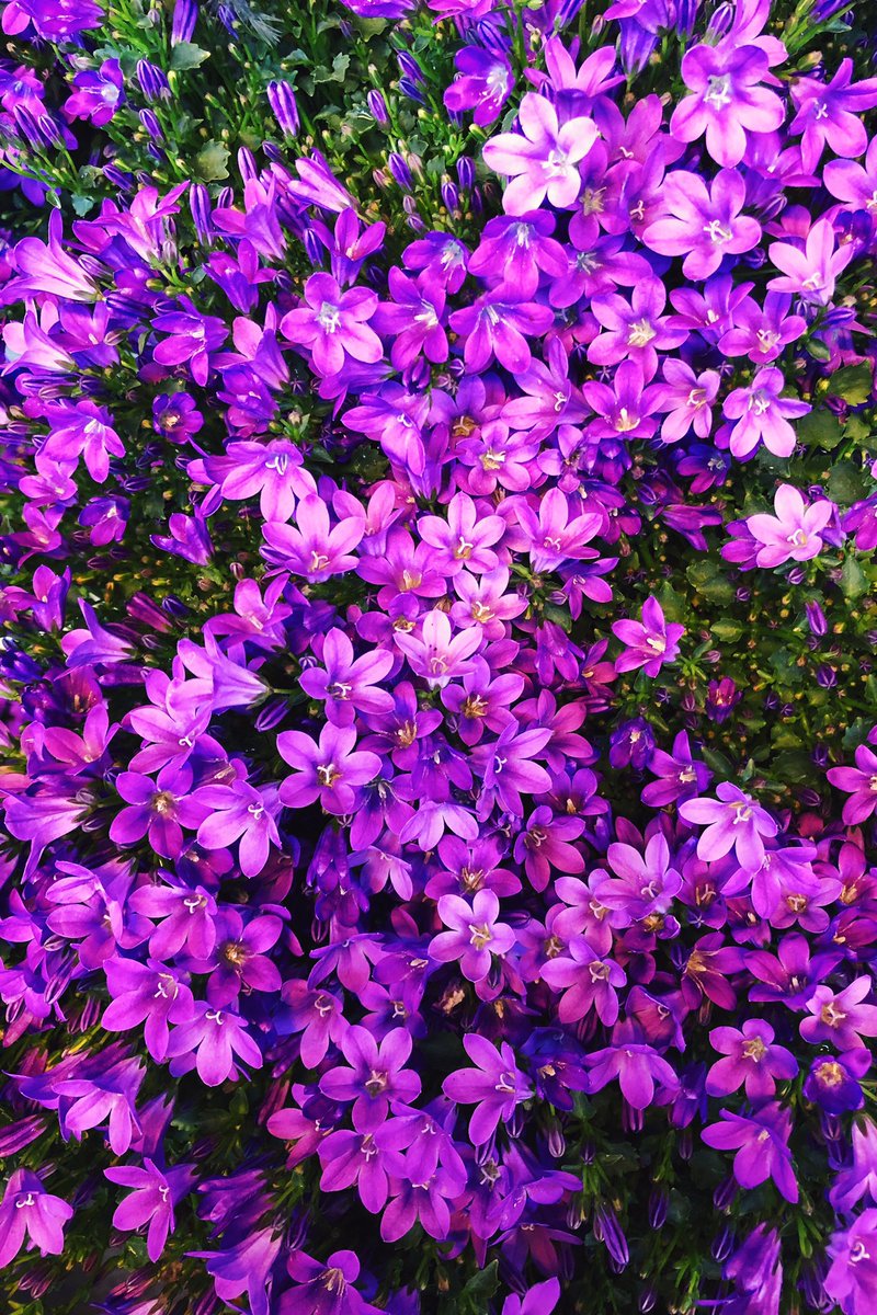 PeterBroughtonL's tweet photo. It’s plant timeeee 🌿🌳💐🌺 https://t.co/GUOSilWOHU