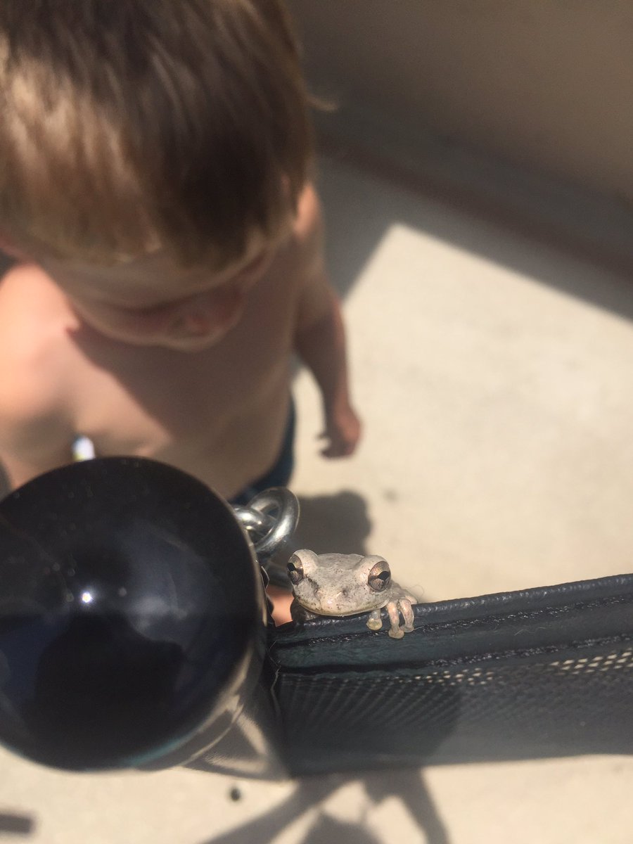 KellenHelies's tweet photo. Found this friend today #lifestyleblogger #treefrog #littlefrog https://t.co/DTZwmRlOo6