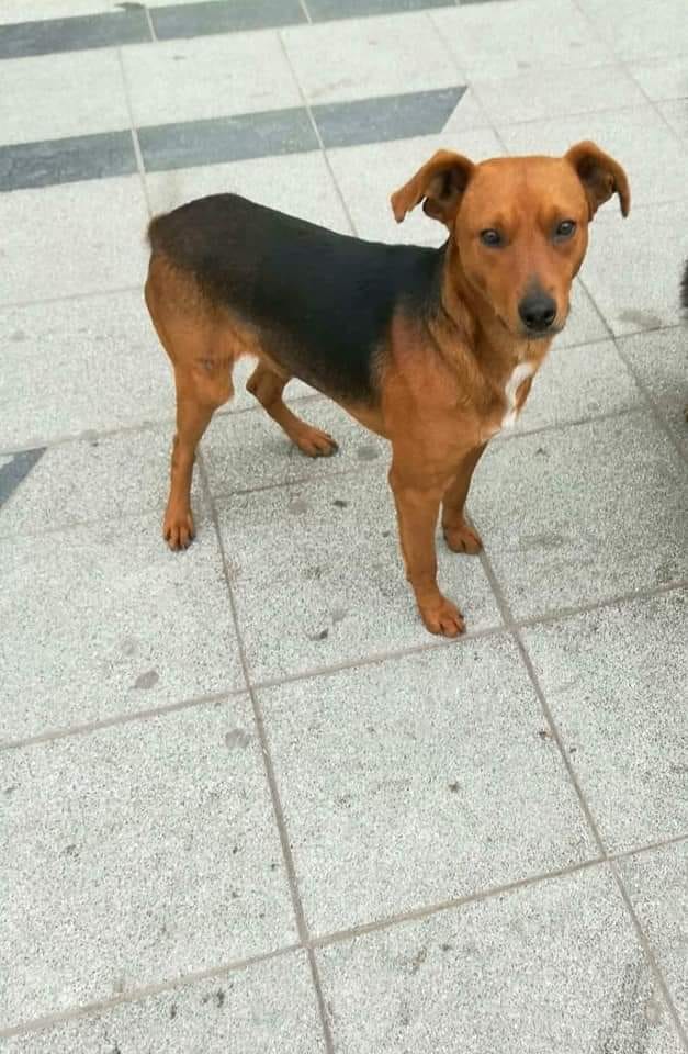 ALEXIANA777's tweet image. SE LOS #RUEGO SU ADOPTANTE SE VA DEL PAÍS Y LO ABANDONA💔
POR FAVOR ES #Urgente ADOPCIÓN PARA MATE
¿CUANTO MAS TIENE QUE SUFRIR?
NO TIENE ADÓNDE IR...SE NECESITA TRANSITO MIENTRAS LE BUSCAMOS ADOPTANTE

ES EL PERRO MÁS BUENO DEL MUNDO...

@miika_medina
📲1170126267 @MarianoOses