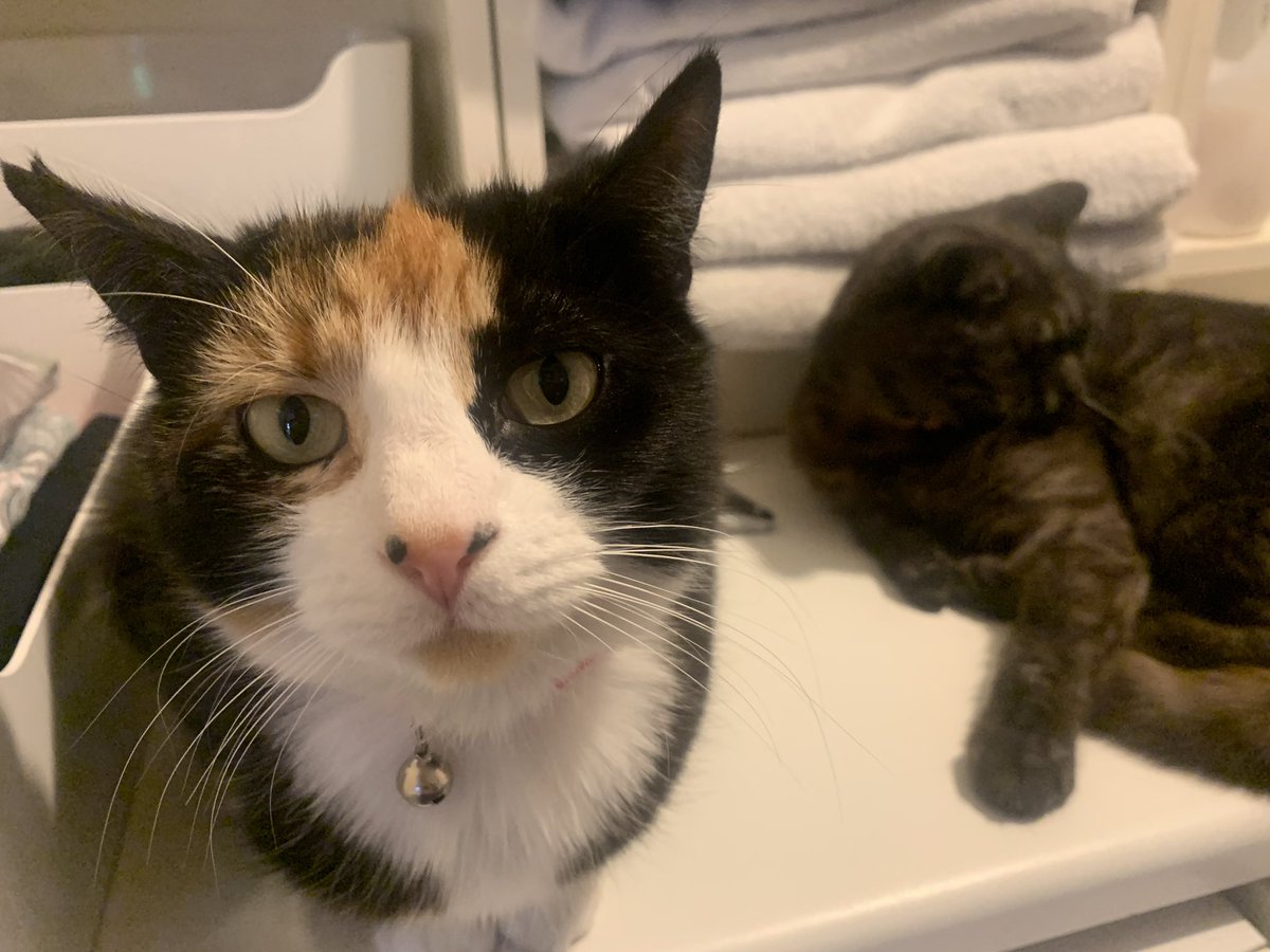 P98Jason's tweet photo. Willeh doing her best grumpy cat impression in respect #grumpycatRIP https://t.co/9XEExfRkI2