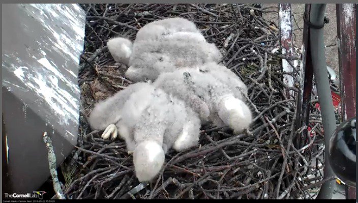 CornellHawks's tweet photo. What a difference three weeks makes. https://t.co/b9HzrIP0kz