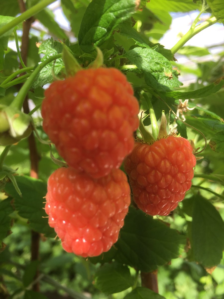 bhsavidge's tweet photo. Raspberries ready and waiting April 2. Just a little late posting. https://t.co/wFUARo71Sk
