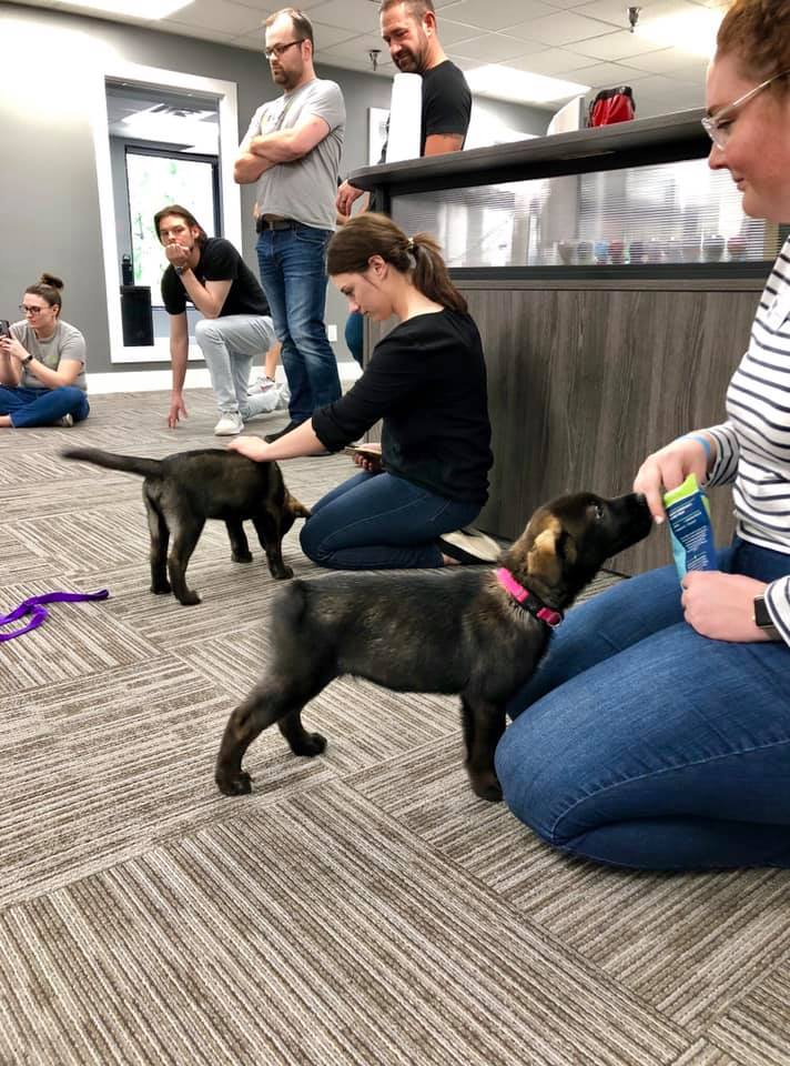 vizypay's tweet photo. So we had some visitors at the office today! ๐ These husky mix pups are available for adoption TODAY at the @ARLIowa! #bestdayever #cuddlebreak #puppies #huskypups #adoptdontshop #adopt #husky #smallbusiness #communitysupport https://t.co/mlGmxZfytd