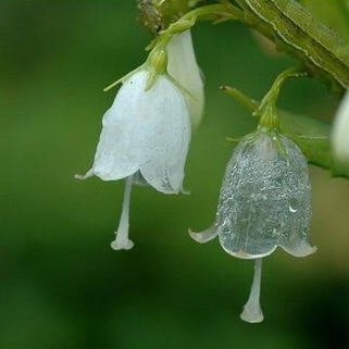 桐沢たえ 雨に濡れると透明になる花があることを知った