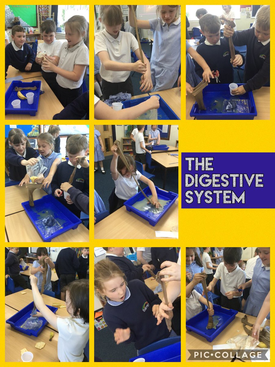 BarntonMrAM's tweet photo. This week we have continued our amazing science experiments by looking at our teeth and the digestive system.  Ask Y4 what they discovered 😁
@BarntonMrsSc @BarntonMrsL #BCNPSScience #lovelearning https://t.co/jdn7x9tGNH