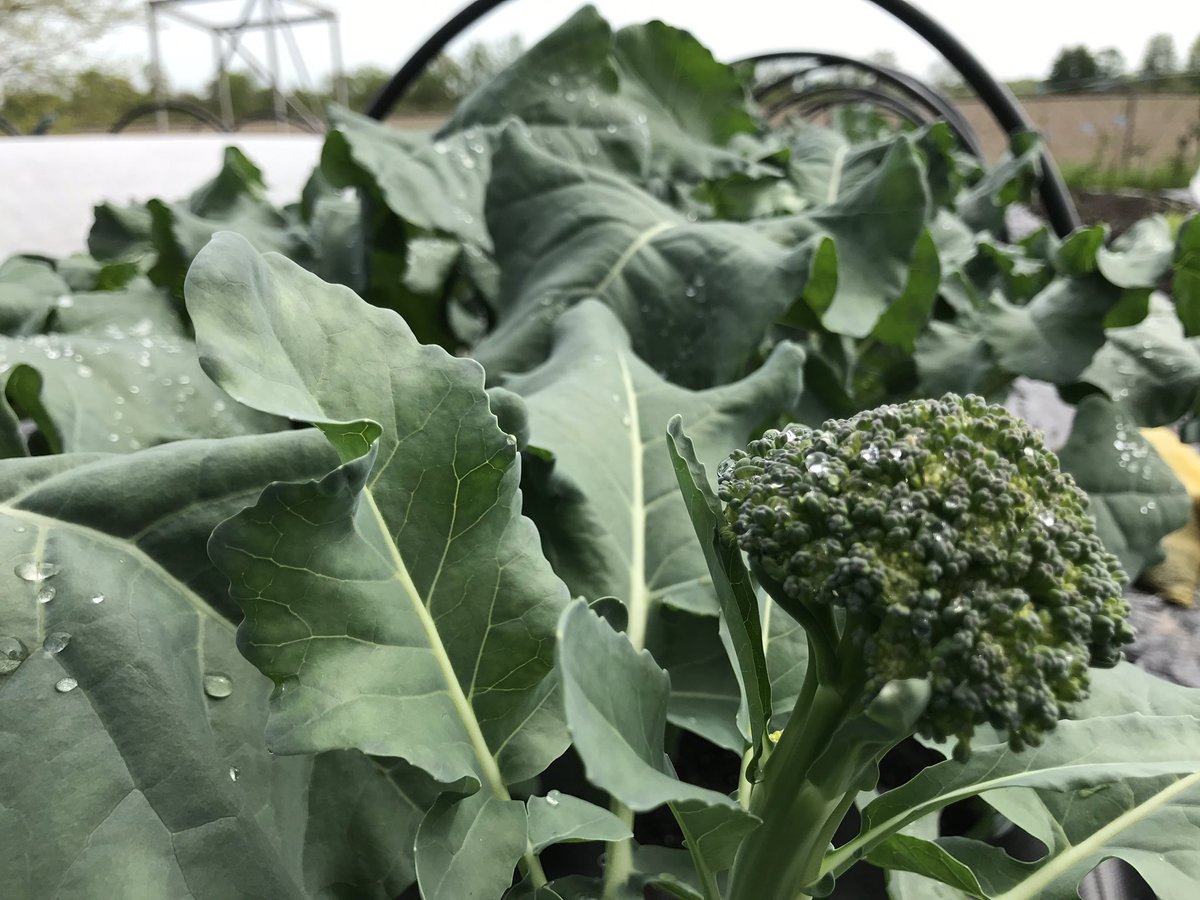 MMaluskeCTV's tweet photo. Out in Malden Centre today shooting my next #fields2forks.. it’s literally fields to forks.. consumer supported agriculture.. what Kit & Sarah plant today will be in their shareholders plates in a few short weeks.. @CTVWindsor @CTVLondon @CTVBarrieNews @CTVKitchener https://t.co/IaxzIDc4Z9