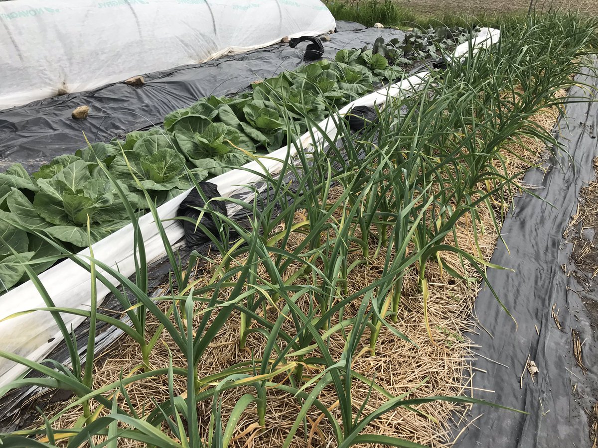 MMaluskeCTV's tweet photo. Out in Malden Centre today shooting my next #fields2forks.. it’s literally fields to forks.. consumer supported agriculture.. what Kit & Sarah plant today will be in their shareholders plates in a few short weeks.. @CTVWindsor @CTVLondon @CTVBarrieNews @CTVKitchener https://t.co/IaxzIDc4Z9