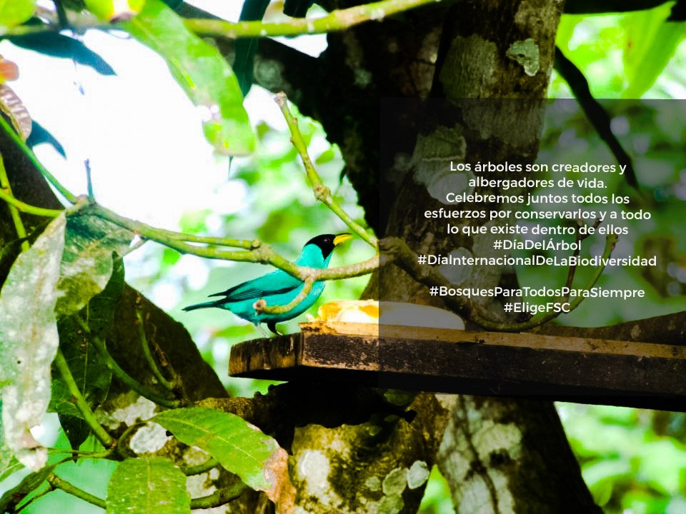 FSCEcuador's tweet photo. Hoy 22 de mayo celebramos el #DíadelÁrbol y el #DíaInternacionalDeLaBiodiversidad
#FSCEcuador
#BosquesParaTodosParaSiempre
#EligeFSC
Ph: Verdecanandé https://t.co/xtHtGsPfiP