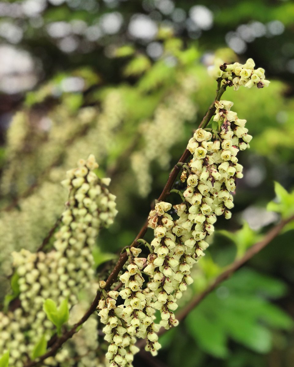 Stachyurus chinensis ‘Celina’ - one of the most asked about plants on The Stihl Hillier Garden 

<a href="/Hilliergarden/">Hillier Garden Centres</a> @STIHL_GB <a href="/The_RHS/">The RHS</a> #rhschelsea #rhschelseaflowershow2019 #chelseaflowershow #stihlhilliergarden #hilliergarden #hilliernurseries #stachyurus #stachyuruschinensiscelina