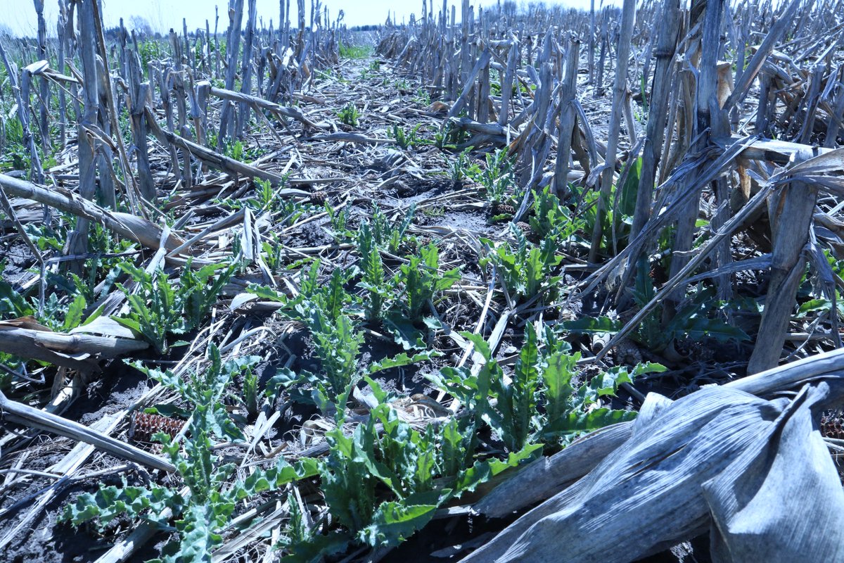 JoannaMWallace's tweet photo. #Tavium isn't just for resistant Fleabane. I'm looking forward to a clean field of Xtend soys after we clean up these tuff perennials. #sowthistle #canadathistle #staytuned https://t.co/RAOjlSyKTC https://t.co/qTOXytYZ3r