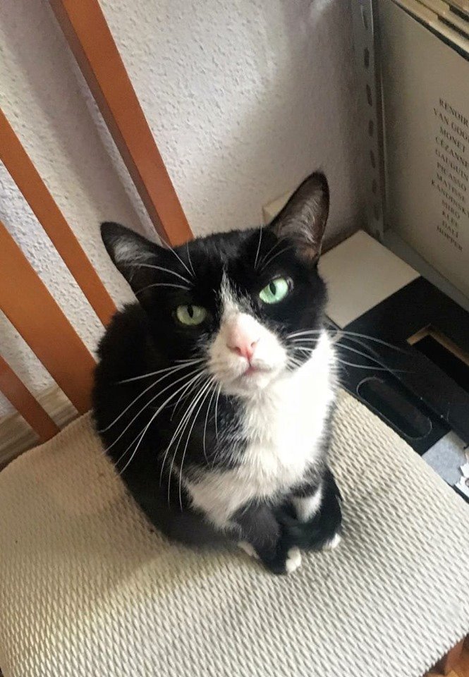 siviaromera1's tweet photo. VALENCIA
Me llamo MINA tengo 5 años mi mami humana falleció y estuve 2 días con ella muerta sin que vinieran a ayudarnos... Ahora por los problemas de la familia ya no me quieren en la casa.. No tengo adónde ir, soy  buena, tranquila y cariñosa 
Alguien me puede ayudar?
617115250 https://t.co/BwXRBX5BEK
