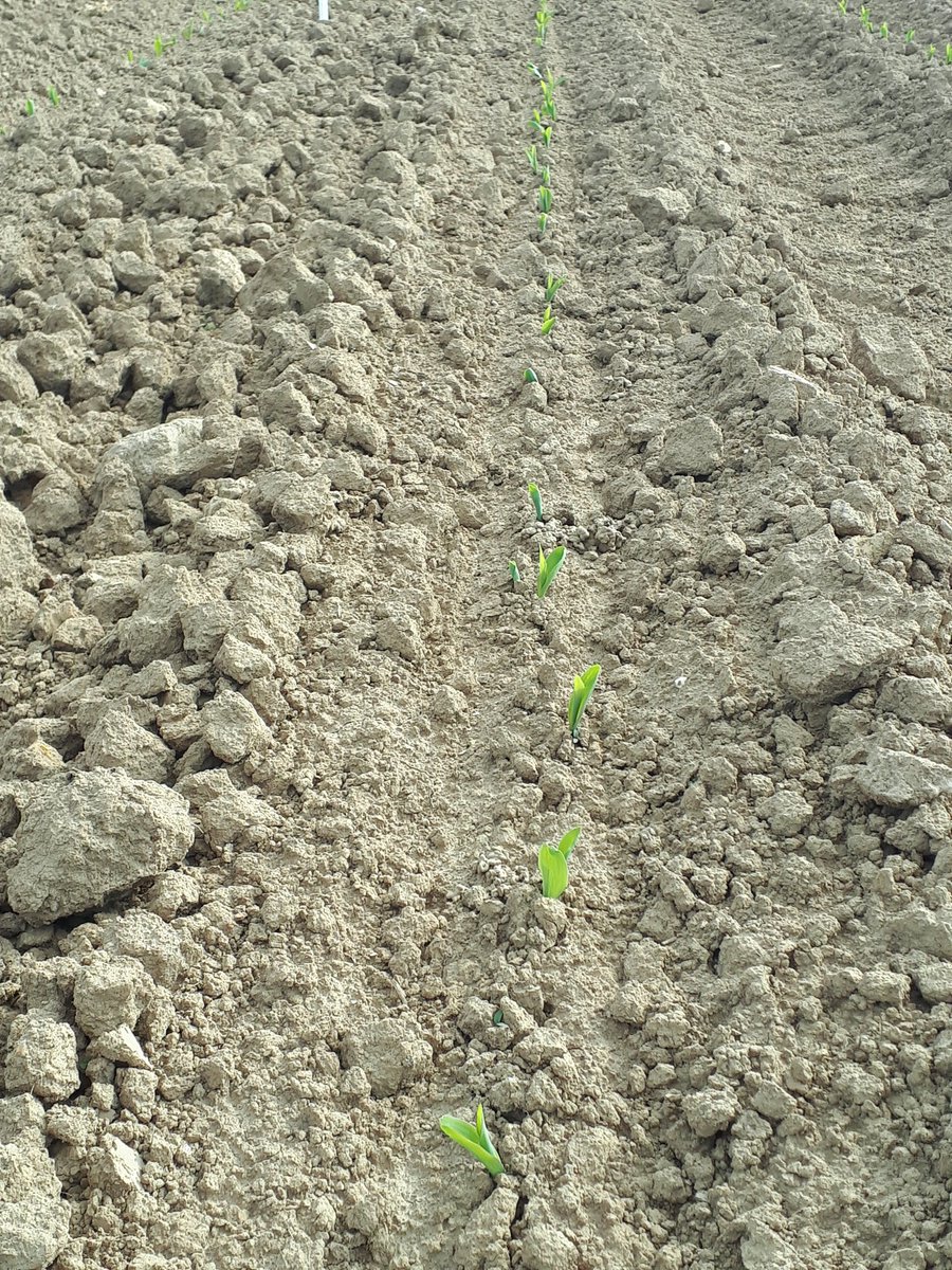 RomainRichard20's tweet photo. Suivi des cinétiques de levées et vigueur de départ dans nos essais TS Mais Biostimulant. De nombreuses notations et observations au programme pour mieux caractériser le bénéfice des solutions de demain. #arysta #upl #biostimulants https://t.co/dCyKEqBlcA