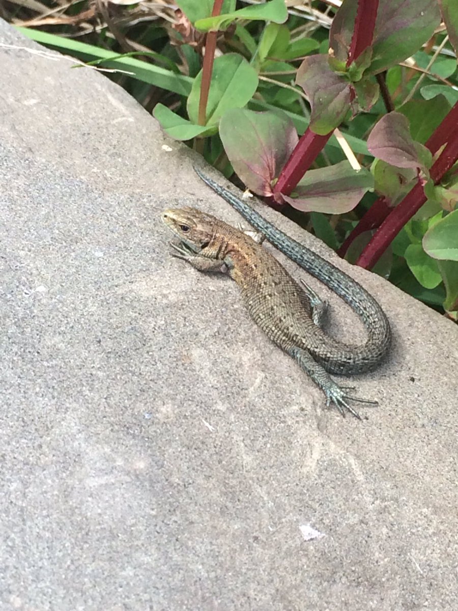 Was fretting over the lack of water in my pond when I saw a squiggle on a rock. And when I looked closer it was A LIZARD!!!! (Yes really)