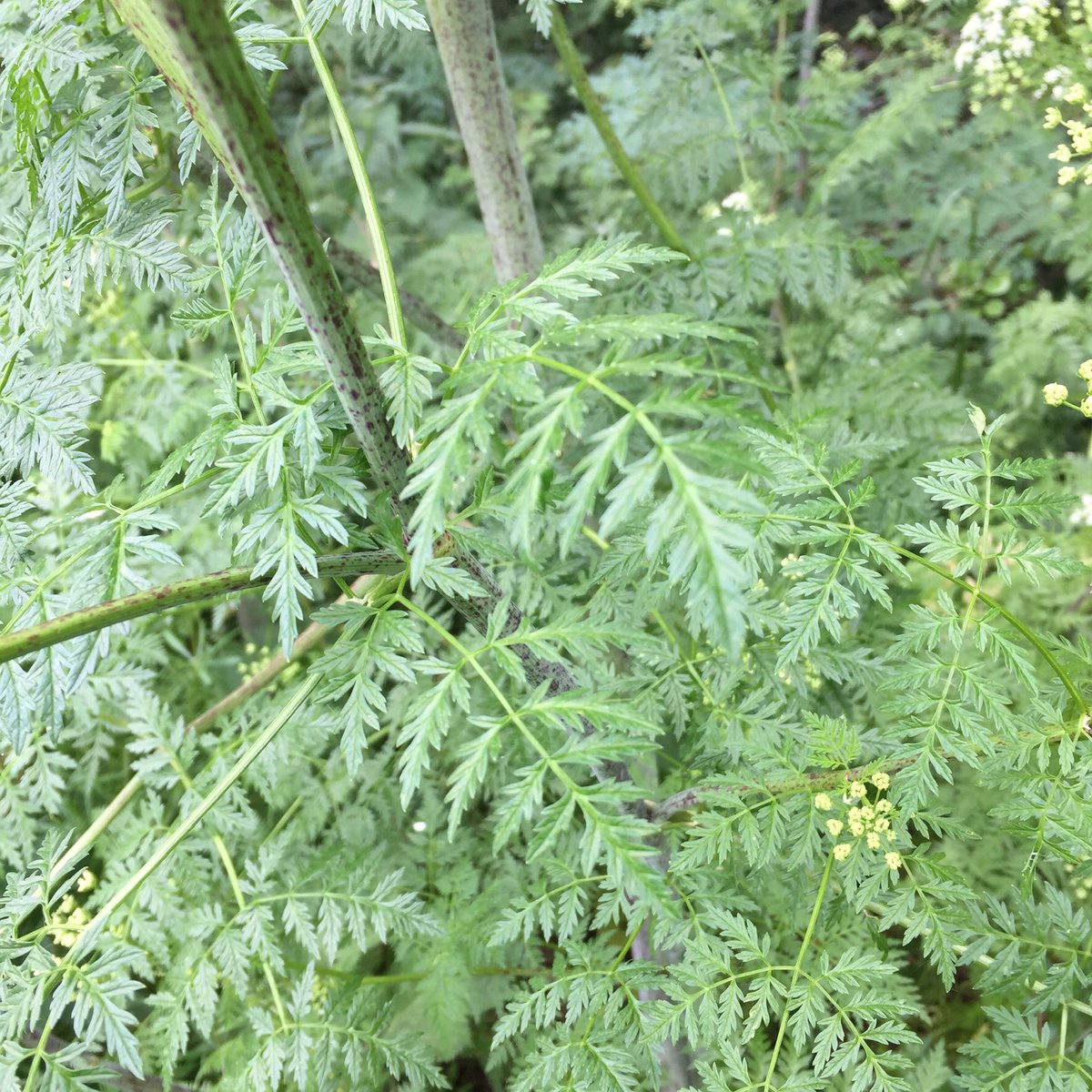 Very poisonous Hemlock (Conium maculatum) growing in absolute profusion along a new public footpath between Walton-on-Thames and Weybridge - watch out for those purple blotches on the stem! <a href="/BSBIbotany/">BSBI: Botanical Society of Britain & Ireland</a> #wildflowerhour