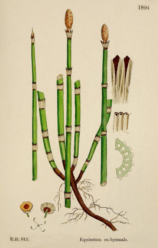 BotJLinnSoc's tweet photo. #OTD (May 22 OS/June 2 NS), #Linnaeus listed many plants, incl. #Equisetum hyemale (#scouringrush) and #Arctostaphylos uva-ursi (#bearberry). He commented on the song of #redwings (#Turdus iliacus) and complained about #crickets (#Orthoptera) chirping in #Vetlanda! https://t.co/1CMXHd2I9L