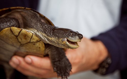 Associate Professor Ricky Spencer's research has confirmed that turtles play a vital role in keeping our waterways clean. These eating machines consume large volumes of dead fish and algae, but more needs to be done to conserve them. ow.ly/FhSj50uncwy