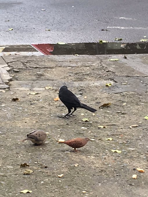 Este p&aacute;jaro negro no es un garrapatero y obviamente no es un cuervo, &iquest;que especie ser&aacute;? https://t.co<a href="/tag/lloratonmamerta"class="tags"><span>#lloratonmamerta</span></a>