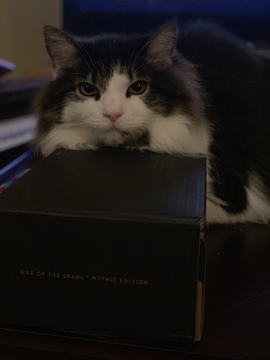 MthrFinPrincess's tweet photo. Walter is completely in love with this mythic box. I wonder if he understands how expensive his new favorite thing is. #MtGCats #MythicEdition #MtG #WalterBean https://t.co/r2vxo41utc