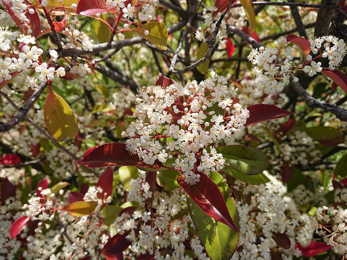 レッドロビンの花