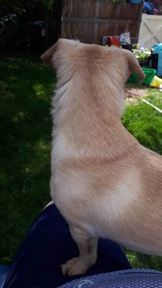 ParrotShu's tweet photo. Mum sat sown for just a second while gardening I was one the lap then boom in da face! https://t.co/q1Qsr57xg3