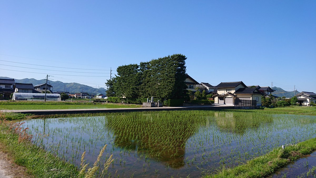 築地松