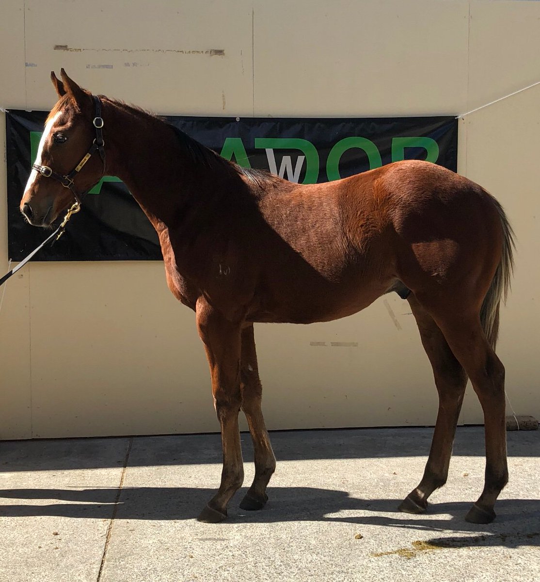 SunStudHQ's tweet photo. Lot 635 is an absolute cracking colt by dual G1 winner PALENTINO. The half to a G3 winner is offered by Barador Stud and sells Friday May 24 @mmsnippets National Weanling Sale https://t.co/eQd0TlSeAO