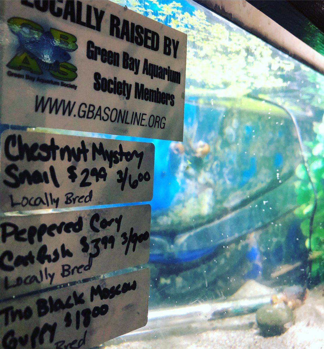 GBAS_Online's tweet photo. Support Your Local Breeders! If you see this sign at your LFS, you’ll know that they support GBAS. #shoplocal #supportlocalbusiness #justpets #greenbayaquariumsociety https://t.co/BBL4v96vg8