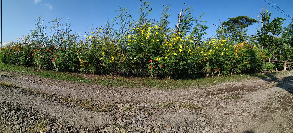 Indonesia ibarat bunga-bunga ini, mereka nampak indah karena perbedaan. Saling berdampingan dan mekar secara bergantian. Sudah seharusnya kita bersatu, demi Indonesia yang lebih baik.
#PersatuanIndonesia #PrayForIndonesiaDemocracy