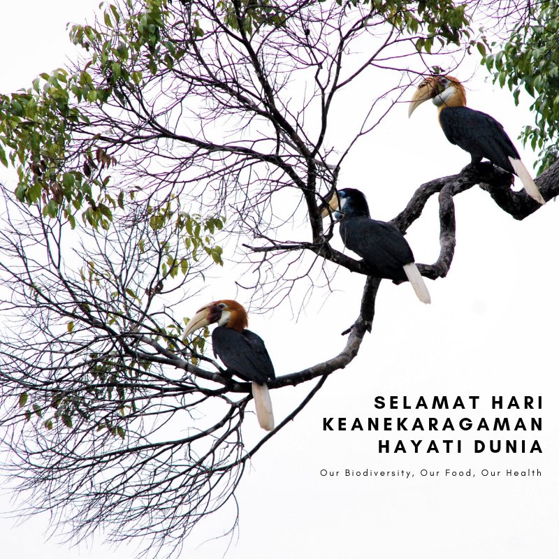 BurungIndonesia's tweet photo. Tahukah kamu? Hutan dan keanekaragaman hayati adalah salah satu fondasi penting bagi kesehatan manusia. Ia menyediakan sumber pangan, menjaga pasokan air, obat-obatan, dan memiliki peran penting dalam menjaga kesehatan iklim dunia. #IDB2019 #WorldBiodiversityDay 

Sebuah utas https://t.co/T5WnJjqZua