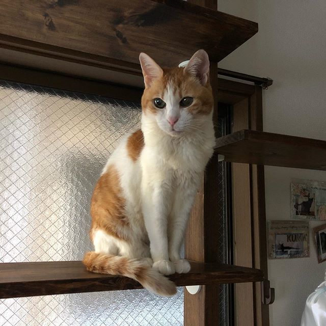 キャットウォーク自作 - Twitter Search / Twitter
