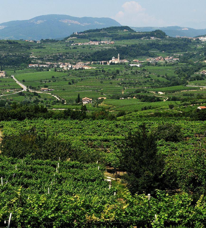 BollaWine's tweet photo. Raising a 🍷from the vineyards of Bolla! https://t.co/YGujzLetRL