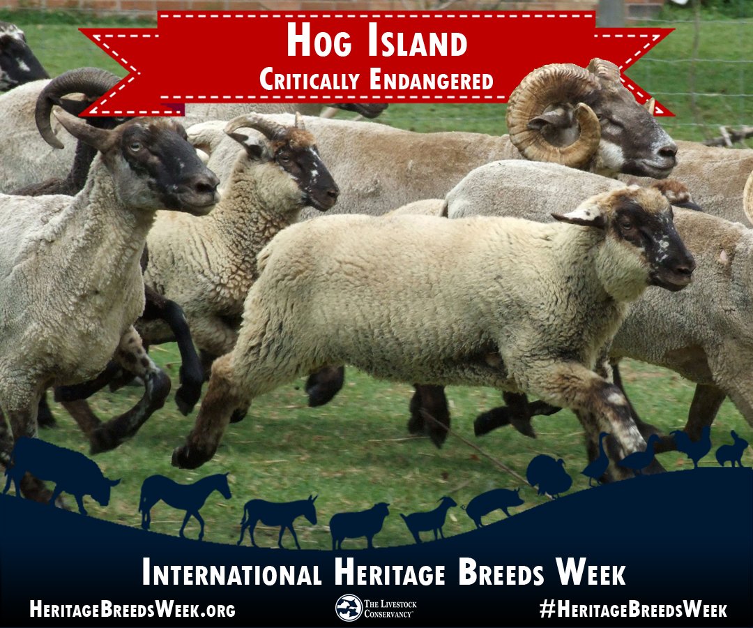 Hog Island sheep - Critically Endangered
The ewes make excellent mothers and often give birth to twins. Hog Island sheep are excellent foragers and prefer to browse rather than graze, if given the opportunity to do so. Learn more here: bit.ly/HogIslandSheep  #HeritageBreedsWeek