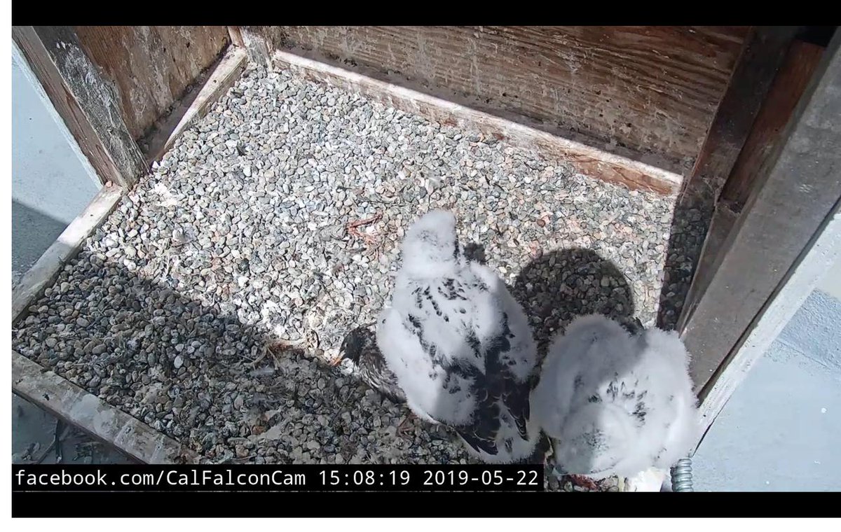CalFalconCam's tweet photo. If you tune into #CalFalcon cam right now, the chicks are trying their first unassisted meal! https://t.co/zdc3OK6yaW