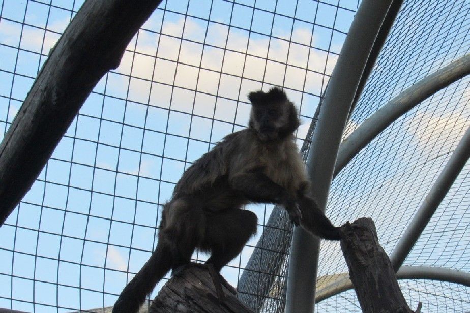 Un hombre de SAO entregó un mono que lo tuvo durante 21 años
 bit.ly/2LZI61t