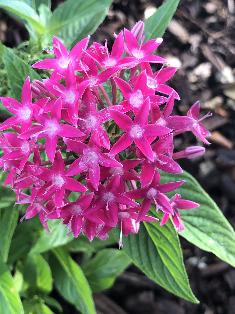 QueenMalarcher's tweet image. Each of us has various things to offer, at our own speed and our own rate...#ICantSayThisEnough #StagesOfDevelopment😊

#MyFriend @DagNabbitTammy...as I wrote this tweet, my heart took flight and flew to you!  #RideOrDie #Forever🌷💘💞