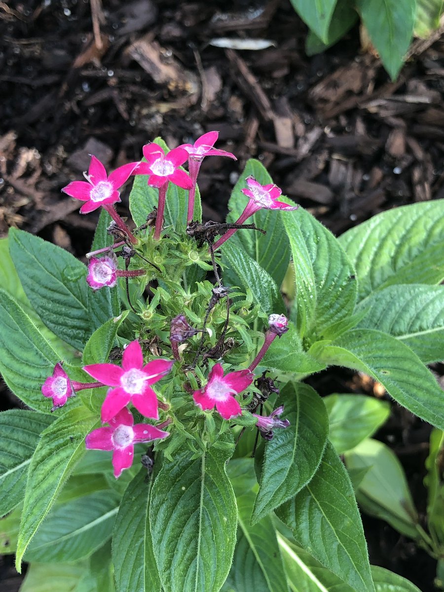 QueenMalarcher's tweet image. Each of us has various things to offer, at our own speed and our own rate...#ICantSayThisEnough #StagesOfDevelopment😊

#MyFriend @DagNabbitTammy...as I wrote this tweet, my heart took flight and flew to you!  #RideOrDie #Forever🌷💘💞