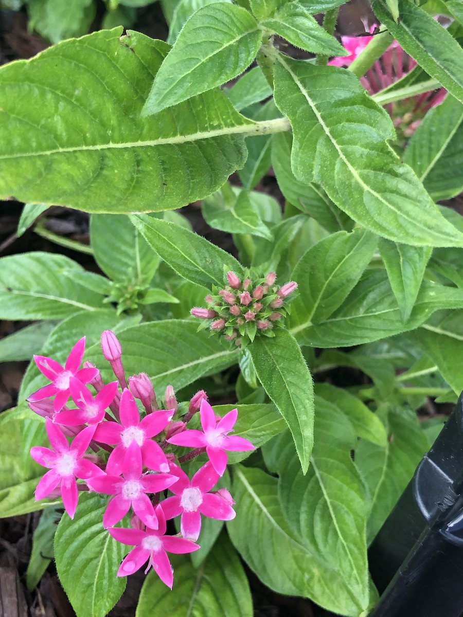 QueenMalarcher's tweet image. Each of us has various things to offer, at our own speed and our own rate...#ICantSayThisEnough #StagesOfDevelopment😊

#MyFriend @DagNabbitTammy...as I wrote this tweet, my heart took flight and flew to you!  #RideOrDie #Forever🌷💘💞