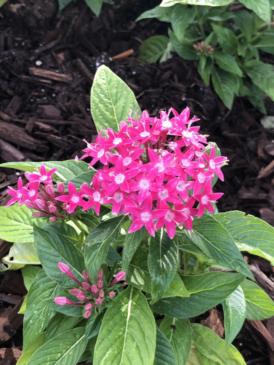 QueenMalarcher's tweet image. Each of us has various things to offer, at our own speed and our own rate...#ICantSayThisEnough #StagesOfDevelopment😊

#MyFriend @DagNabbitTammy...as I wrote this tweet, my heart took flight and flew to you!  #RideOrDie #Forever🌷💘💞