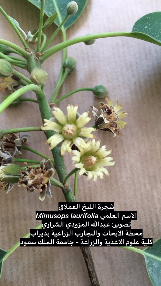 tabarjala's tweet photo. شجرة اللبخ العملاق 
الاسم العلمي Mimusops laurifolia
العائلة:
#Sapotaceae
محطة الابحاث والتجارب الزراعية بديراب 
كلية علوم الاغذية والزراعة 
#جامعة_الملك_سعود 
#الرياض شكراً @ibu23111 
  #اشجار #الزراعة 
 #اللبخ 
#كلية_علوم_الاغذية_والزراعة
#محطة_الابحاث_والتجارب_الزراعية_بديراب https://t.co/YSApnLE8wX