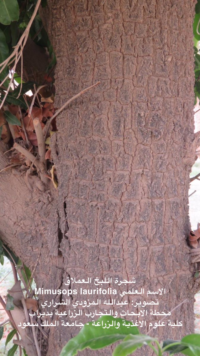 tabarjala's tweet photo. شجرة اللبخ العملاق 
الاسم العلمي Mimusops laurifolia
العائلة:
#Sapotaceae
محطة الابحاث والتجارب الزراعية بديراب 
كلية علوم الاغذية والزراعة 
#جامعة_الملك_سعود 
#الرياض شكراً @ibu23111 
  #اشجار #الزراعة 
 #اللبخ 
#كلية_علوم_الاغذية_والزراعة
#محطة_الابحاث_والتجارب_الزراعية_بديراب https://t.co/YSApnLE8wX