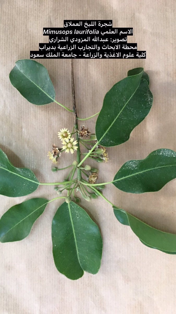 tabarjala's tweet photo. شجرة اللبخ العملاق 
الاسم العلمي Mimusops laurifolia
العائلة:
#Sapotaceae
محطة الابحاث والتجارب الزراعية بديراب 
كلية علوم الاغذية والزراعة 
#جامعة_الملك_سعود 
#الرياض شكراً @ibu23111 
  #اشجار #الزراعة 
 #اللبخ 
#كلية_علوم_الاغذية_والزراعة
#محطة_الابحاث_والتجارب_الزراعية_بديراب https://t.co/YSApnLE8wX