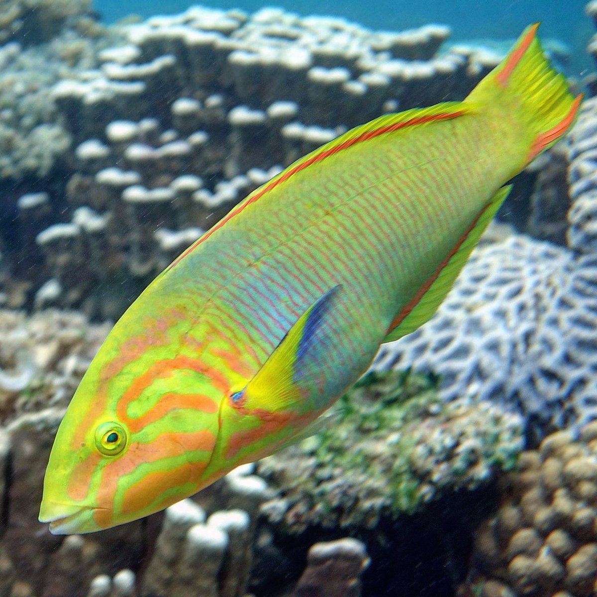 yellow wrasse care