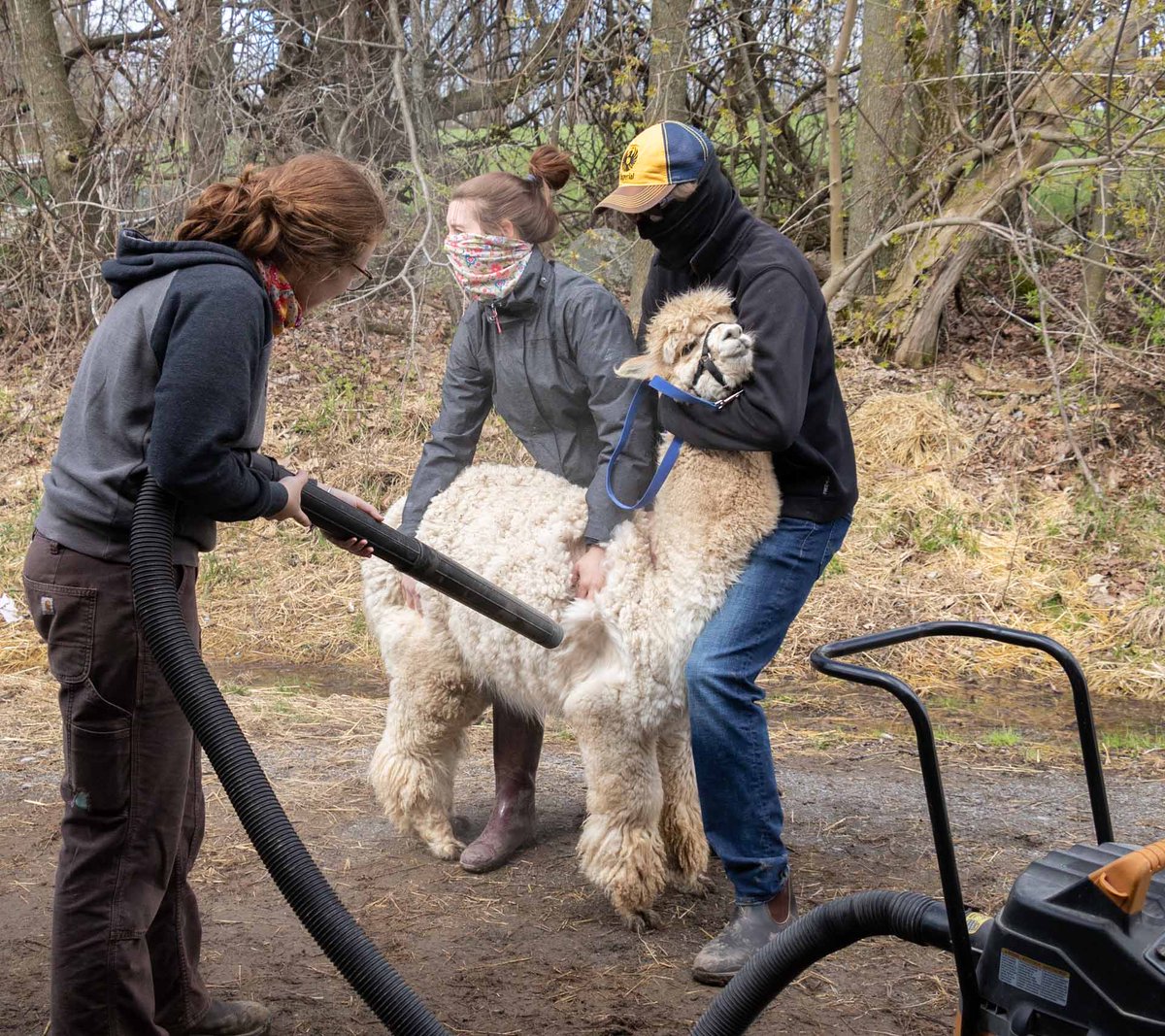 ohalpacas's tweet photo. On #shearingday we prep each #alpaca by blowing debris out of their #fleece. Our special table tips to make it easy to put each #alpaca comfortably on the table. And then the work begins...

#OHalpacas #alpacacare #OntAg #Agmorethanever #Farmhers #alpacas #alpacafarming https://t.co/6jpxDBfTWr
