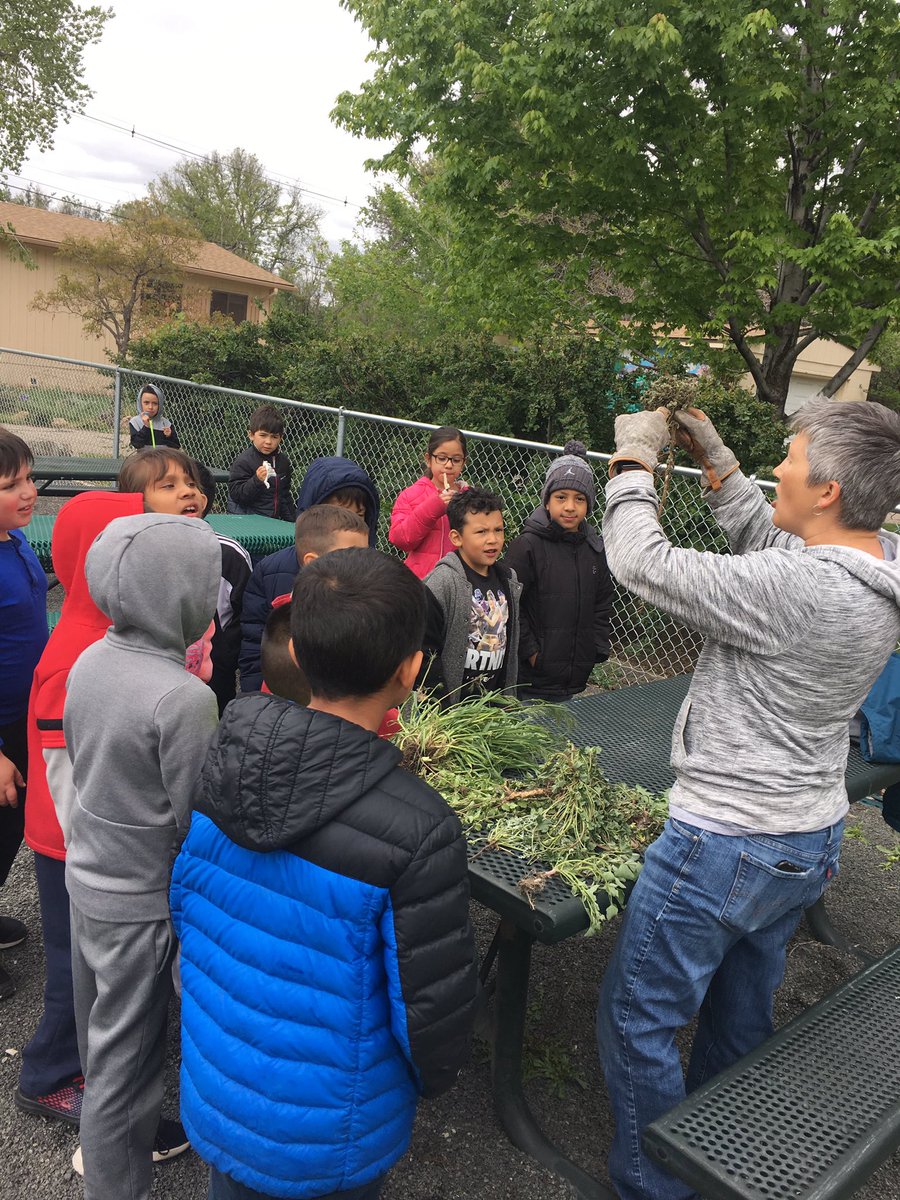 MermaidTeacher1's tweet photo. Take chances, make mistakes and get messy! Today we got messy by pulling weeds for our  @school_foster school garden! We worked as a team to get the tough ones out! Can’t wait to see the fruits and vegetables to grow! @JeffcoSchoolsCo #msfrizzle #funin1st https://t.co/qONNoSgR2G