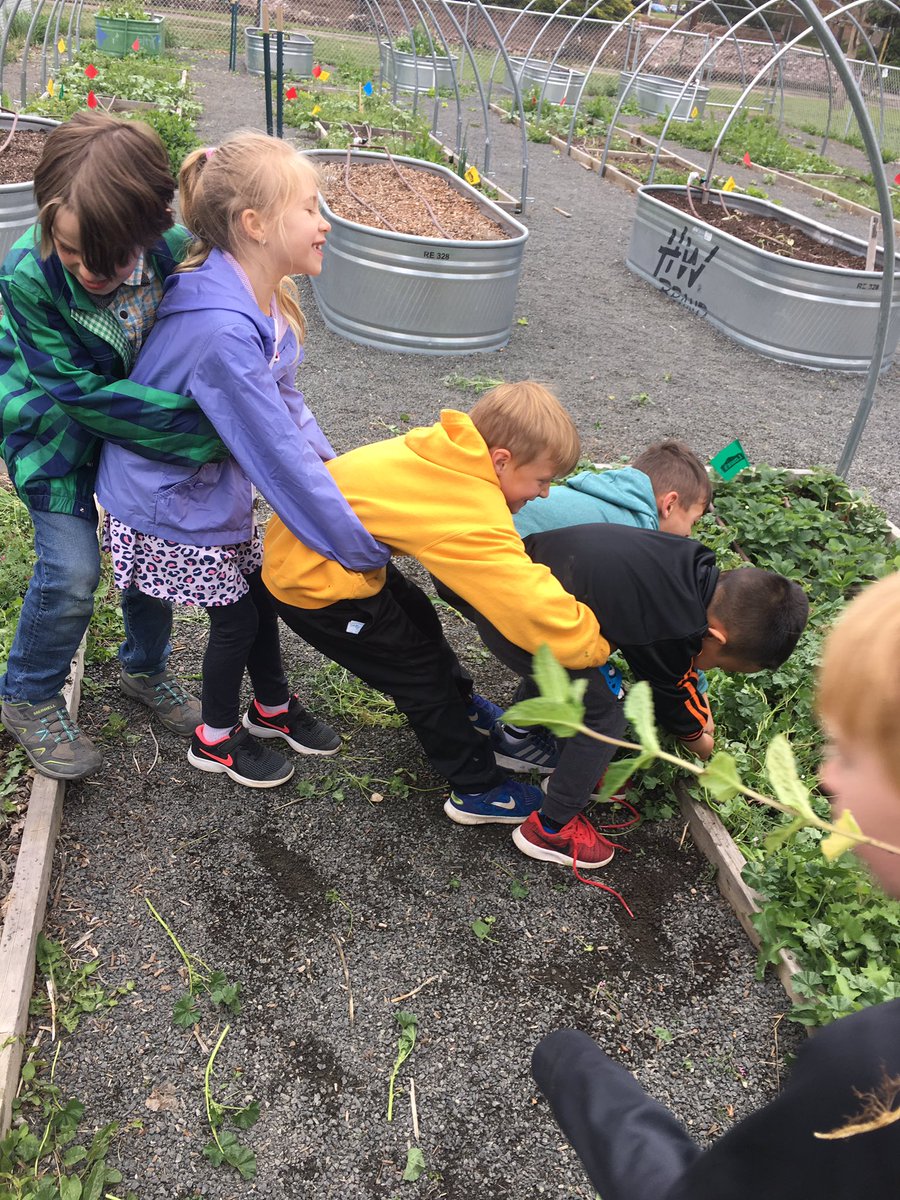 MermaidTeacher1's tweet photo. Take chances, make mistakes and get messy! Today we got messy by pulling weeds for our  @school_foster school garden! We worked as a team to get the tough ones out! Can’t wait to see the fruits and vegetables to grow! @JeffcoSchoolsCo #msfrizzle #funin1st https://t.co/qONNoSgR2G