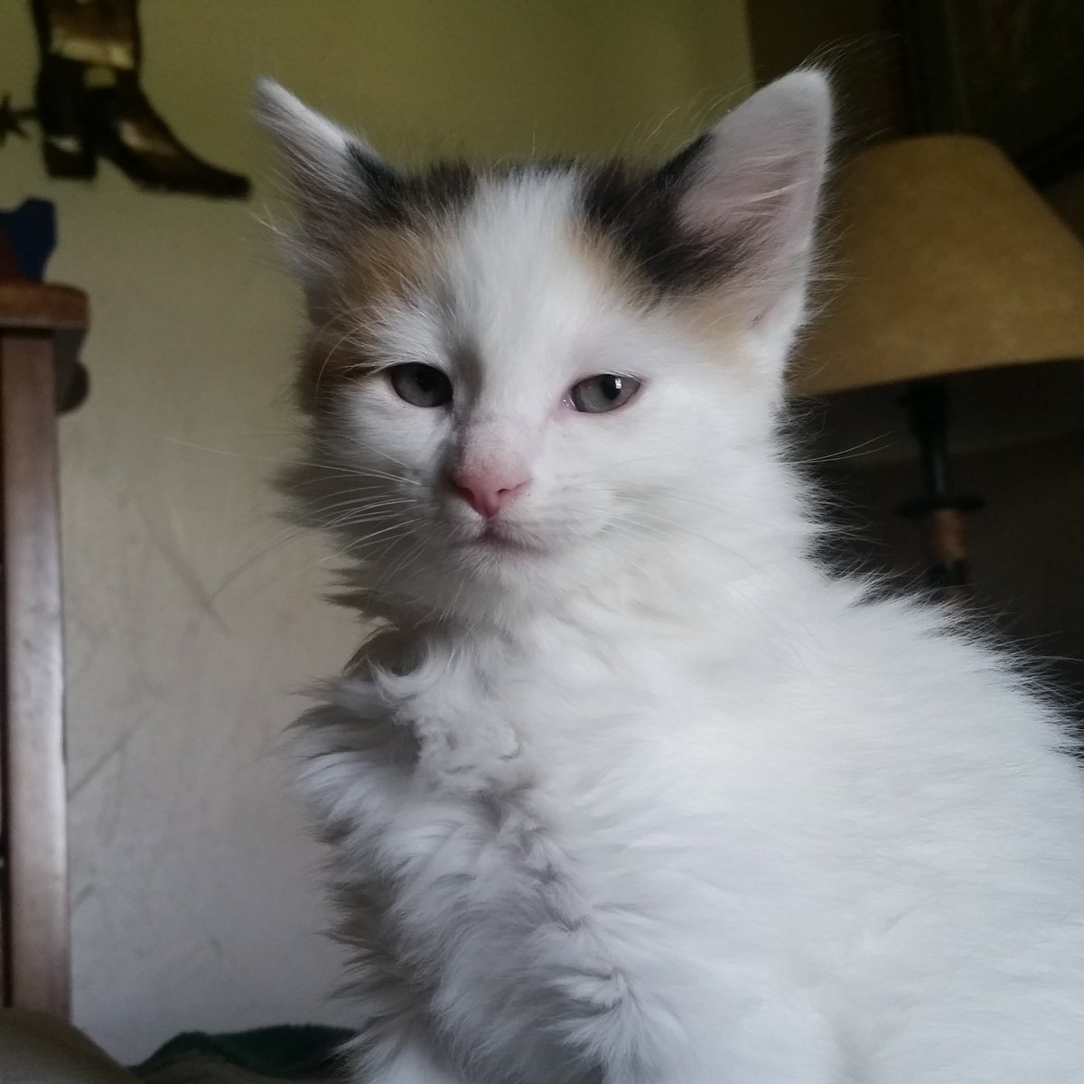 TheWalkingOrca's tweet photo. New kitten!!
Oh my god she's so pretty

(SHE NEEDS A NAME HALP)

#kitty #kitten #cat #babyanimals #animals #cute #cuteanimals #pretty #prettyanimals #animalphotography #cutephotos #photography #fluffy #soft #softanimals #fluffyanimals #floof #meow #cutecats #cutekittens https://t.co/19N0rkRKsh