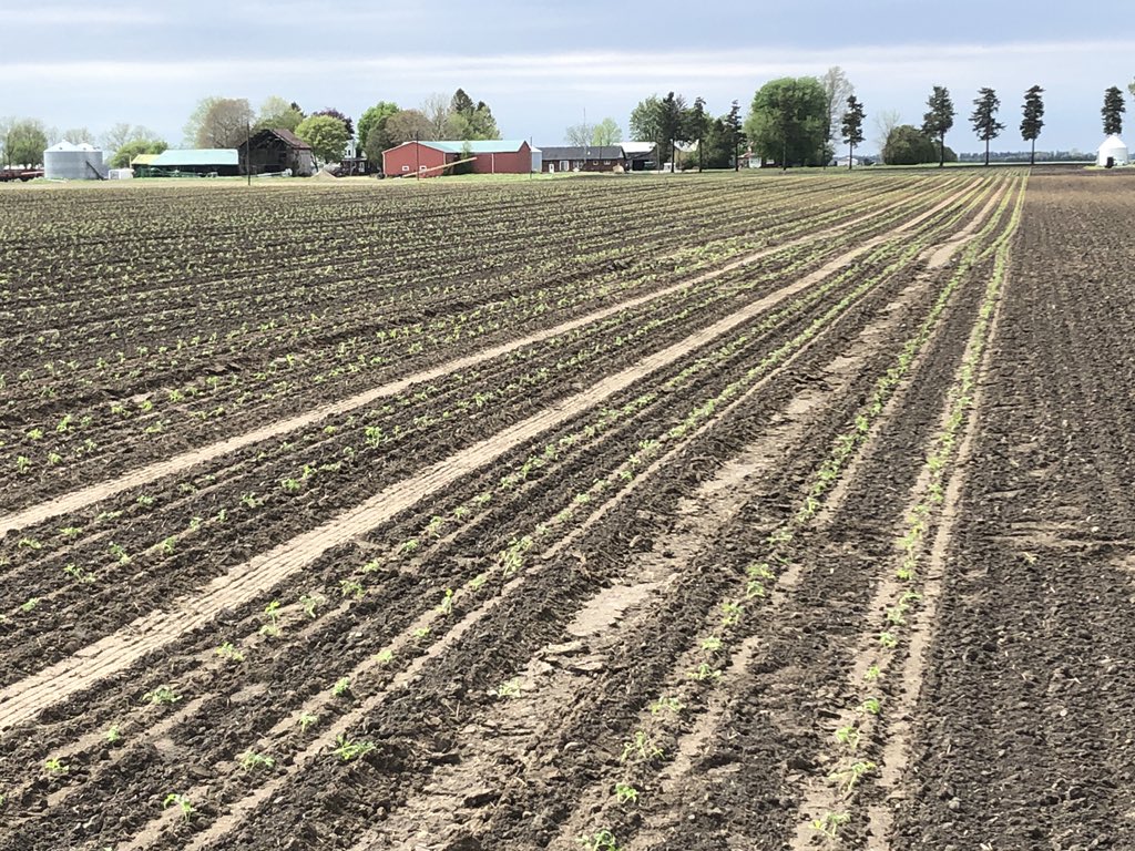 Day Two of Tomato 🍅 planting