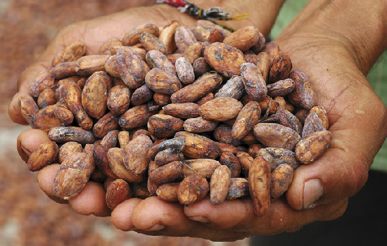 MirandaGob's tweet photo. Con la denominación de origen del Cacao Carenero Superior del estado Miranda se demuestra la buena práctica agrícola para la siembra y cosecha del fruto establecida en las normas COVENIN y todas las regulaciones internacionales. #ProducirEsProsperidad #22May #MirandaExporta https://t.co/BtoFDov4Oj